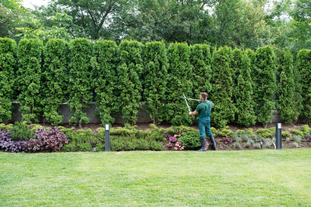 Best Lawn Maintenance Plans  in Rockton, IL